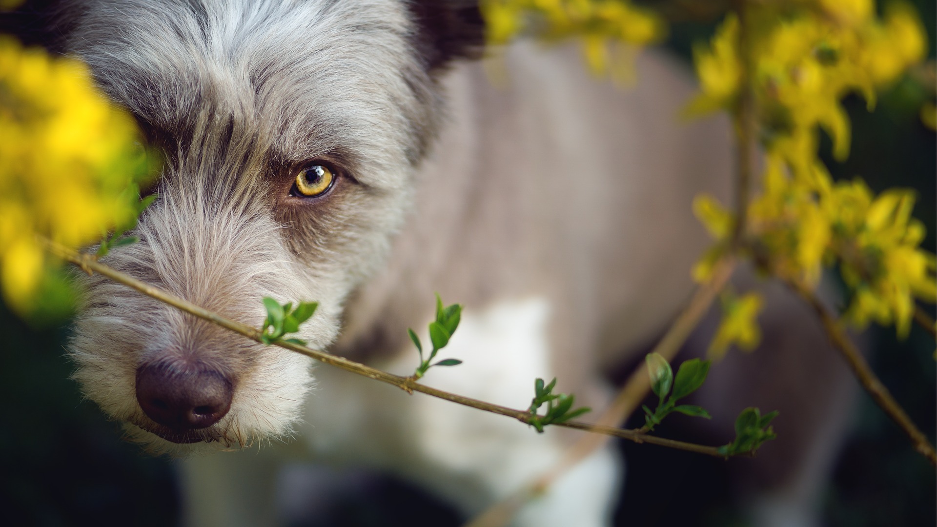Køb bearded collie
